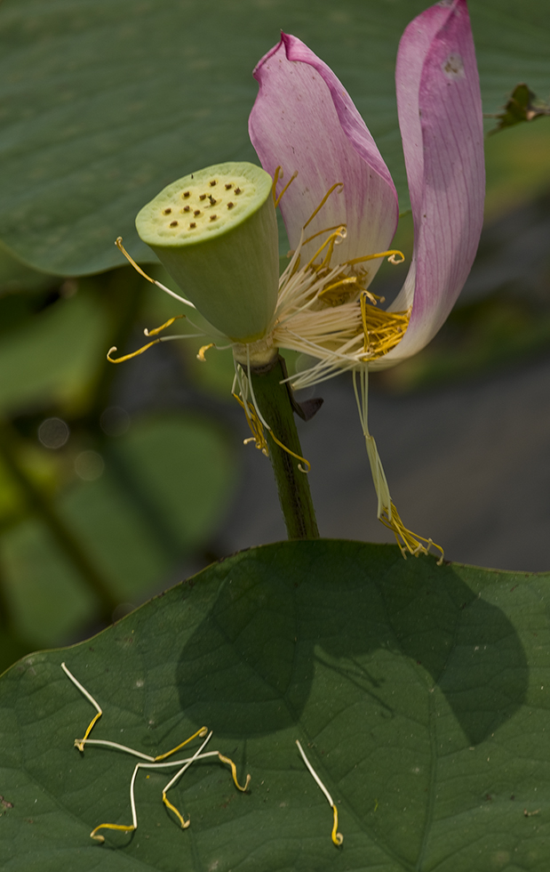 http://i.dcview.tw/gallery/201106/4641274ec96132f6c0088f4a07349361.jpg