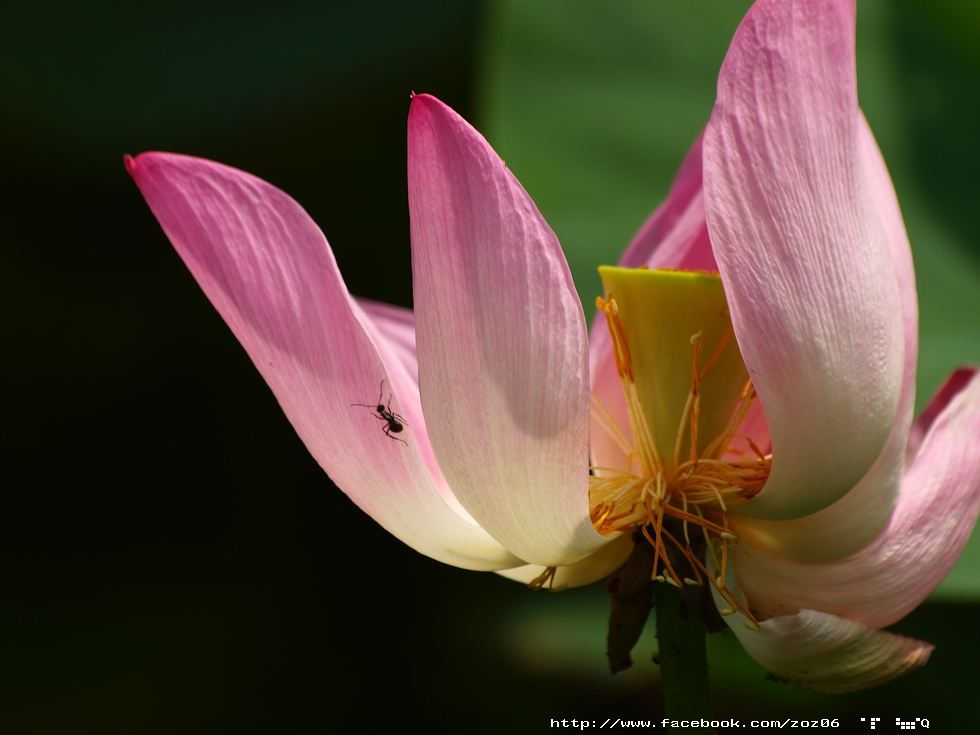 http://i.dcview.tw/gallery/201106/50a6a77d1a5083b82304f49f144cf86d.jpg
