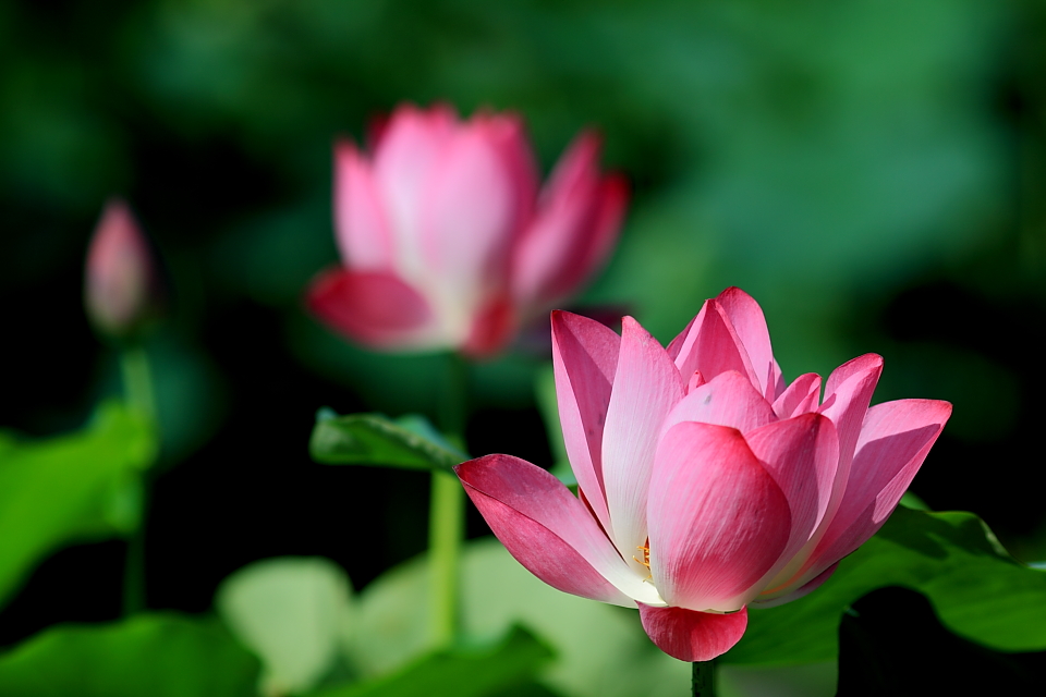 http://i.dcview.tw/gallery/201106/53025aae5eacba69f184a6eebca95666.jpg