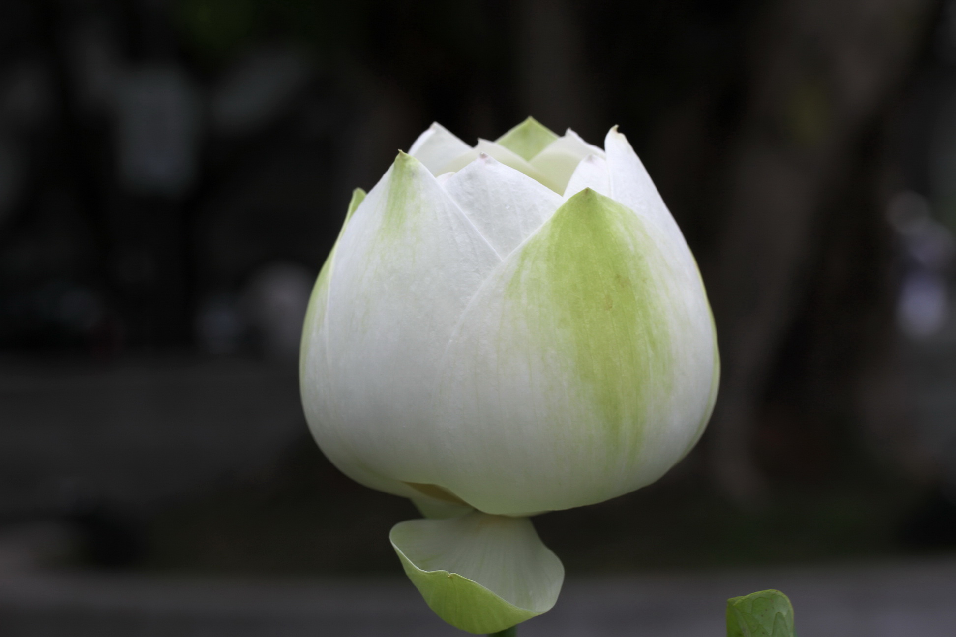 http://i.dcview.tw/gallery/201106/5349f29e7a0d63b77e78a3ef7dbd15a0.jpg