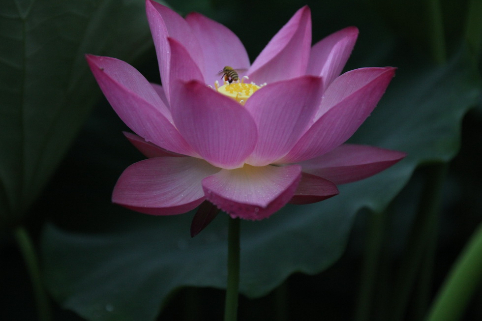 http://i.dcview.tw/gallery/201106/54600f5aa8b4980d3eb953e5f40b314a.jpg