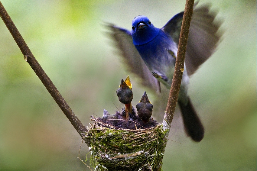 http://i.dcview.tw/gallery/201106/56c32bf6cecdb9d2755056f52586d629.jpg