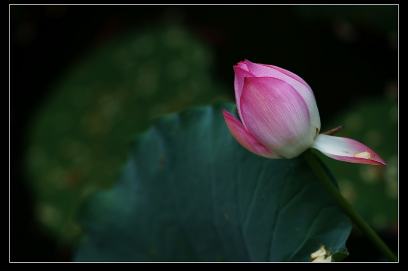 http://i.dcview.tw/gallery/201106/59a7752c8019326aa5d34f962912d8ef.jpg