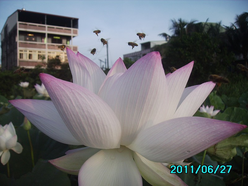 http://i.dcview.tw/gallery/201106/62f7a4608dfd17242d3eb46b70ea1765.jpg