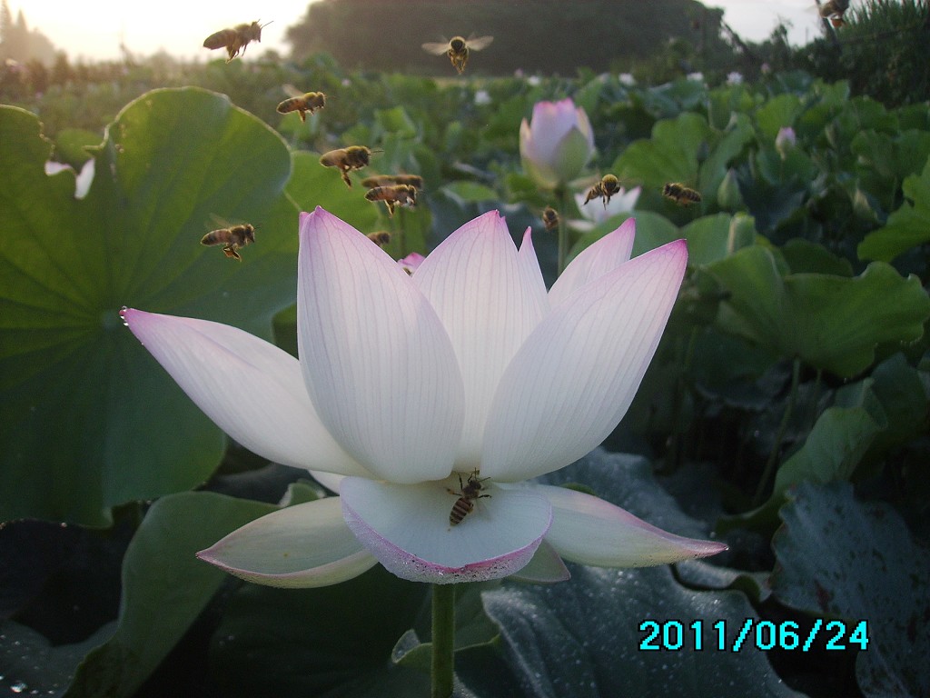 http://i.dcview.tw/gallery/201106/64797349f0546e5031ac271f4b26dfdb.jpg