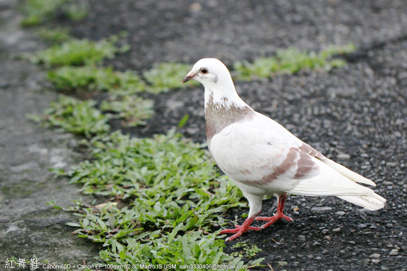 http://i.dcview.tw/gallery/201106/69e29e8f5bdeff6c082ecf872ea684ee.jpg