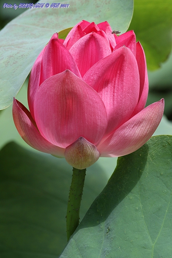 http://i.dcview.tw/gallery/201106/6b08df6f54a56975dce350cf4e194844.jpg