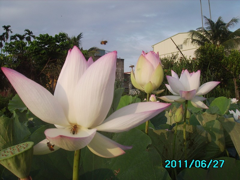 http://i.dcview.tw/gallery/201106/6b6691cb1ddf7d9543d8c7abf646508b.jpg