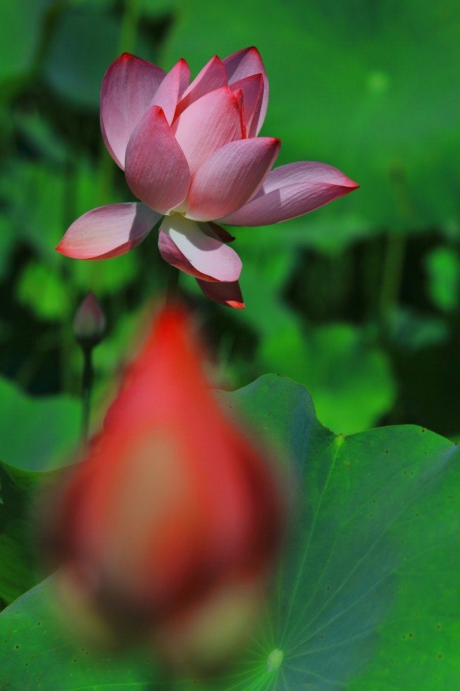 http://i.dcview.tw/gallery/201106/6d0354bc81a502239d4fa4d328ac5b86.jpg