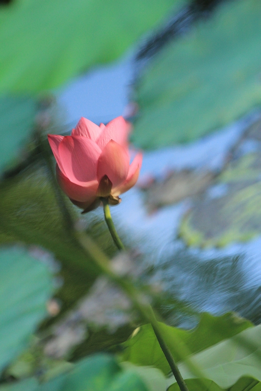 http://i.dcview.tw/gallery/201106/6d0d7b71c84d4d5fa472c377334ea20a.jpg