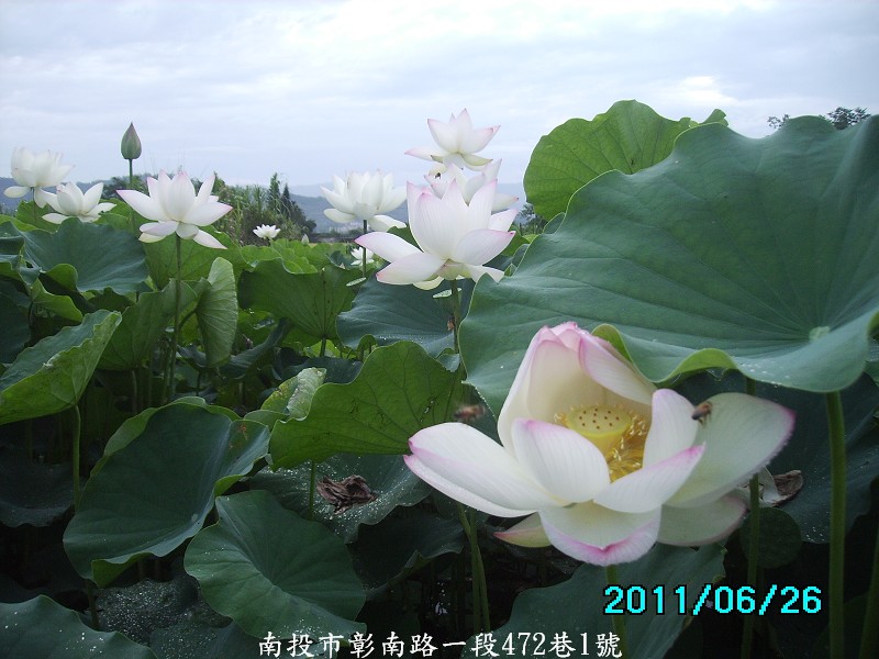 http://i.dcview.tw/gallery/201106/6d76caa8e5a5ae1e3a0aba6135ec2132.jpg