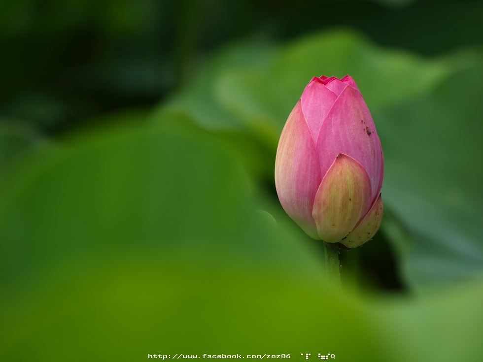http://i.dcview.tw/gallery/201106/6ef2ea13c85f13e90168e4ab2f0f71d3.jpg