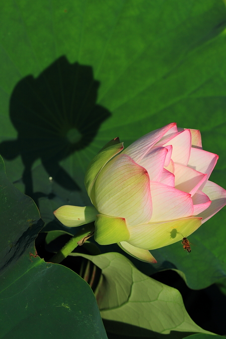 http://i.dcview.tw/gallery/201106/6f2ca3347f68bdc1ae82184a8204cc50.jpg