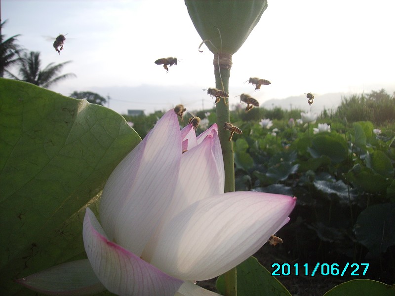 http://i.dcview.tw/gallery/201106/7547212f83ce8909a00af4260961dd2f.jpg