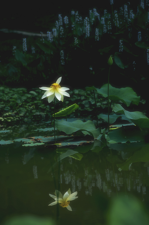 http://i.dcview.tw/gallery/201106/7da58b6f87123eace8ea07e32f76c0da.jpg