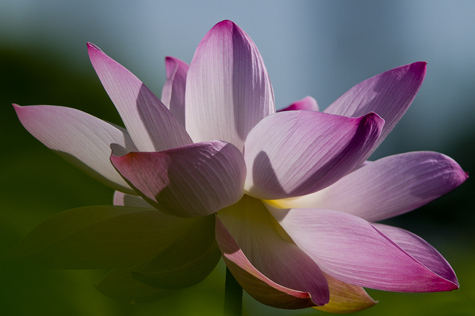 http://i.dcview.tw/gallery/201106/7ea5be32b475d3d2774f9dbbf5c9c9e5.jpg