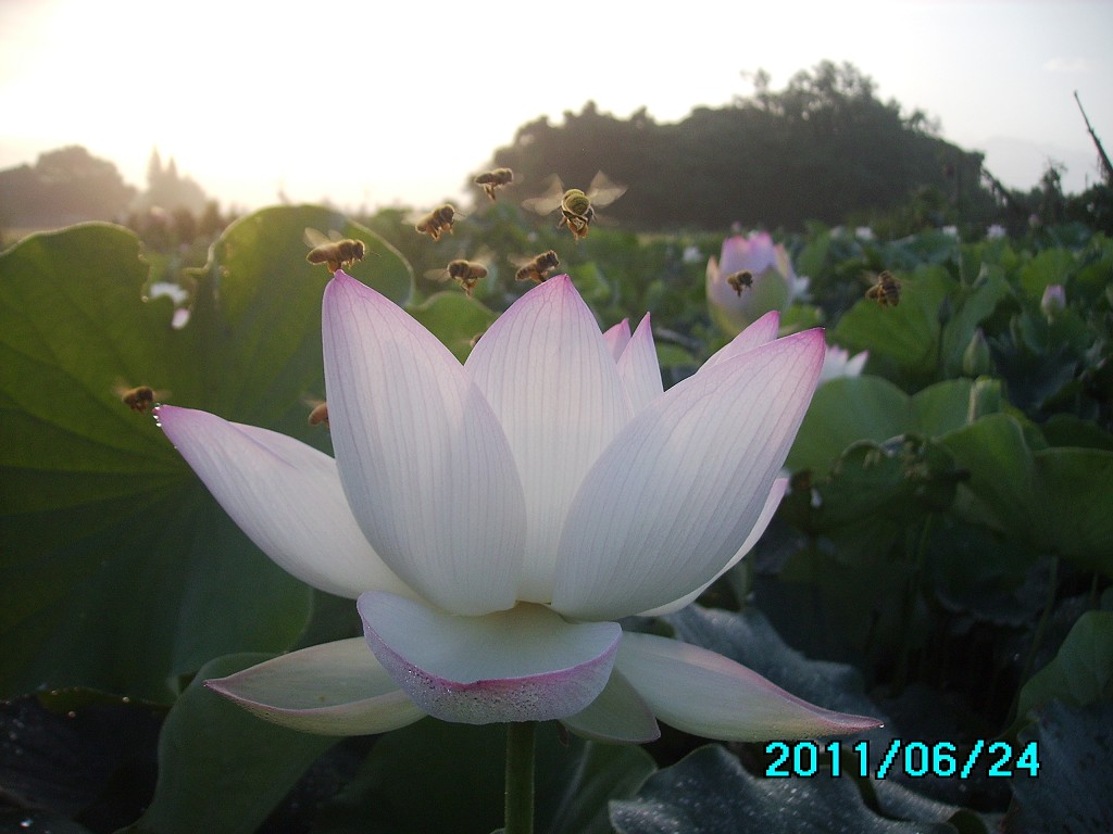 http://i.dcview.tw/gallery/201106/81eacdf8edc40a3b8771a70fc821e5f9.jpg