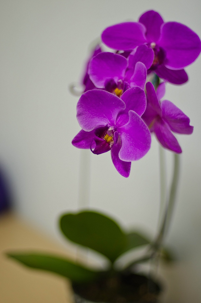 http://i.dcview.tw/gallery/201106/82af0faea9488c326528c1ccbe8123bc.jpg