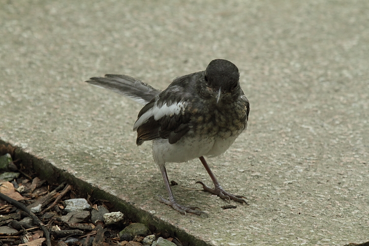 http://i.dcview.tw/gallery/201106/836e595ebe980d457203071c5763db7d.jpg