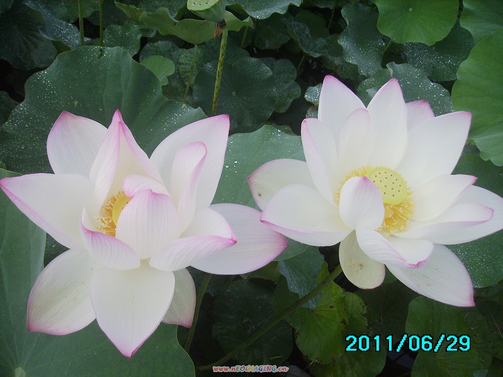 http://i.dcview.tw/gallery/201106/83e4055738b6dfcc87e1dd164bf8bf16.jpg