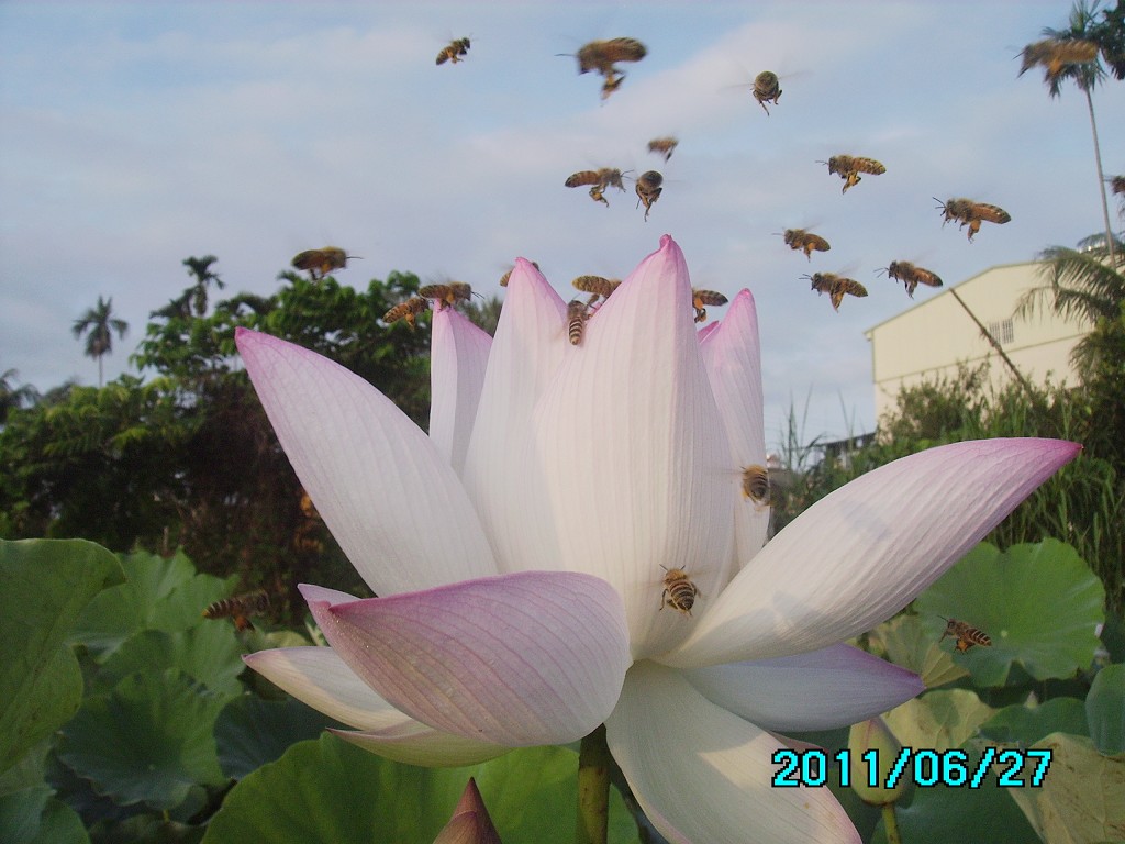 http://i.dcview.tw/gallery/201106/86489b91879227690dadfa1e6c2700ea.jpg