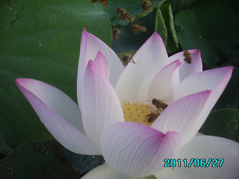 http://i.dcview.tw/gallery/201106/8b8c819849c08f5c90414b20517bfd9e.jpg