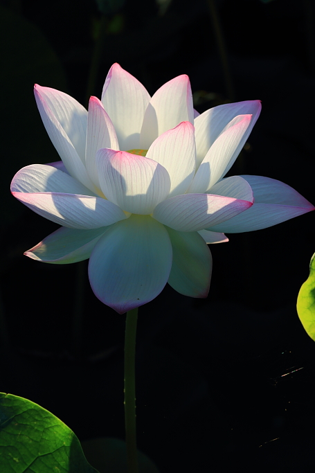 http://i.dcview.tw/gallery/201106/8b9499fc246d754dc5a34b278bce32f4.jpg
