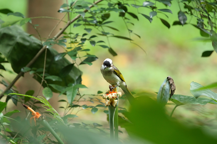 http://i.dcview.tw/gallery/201106/9076cafae27ebc7b2c39236f178ebb52.jpg