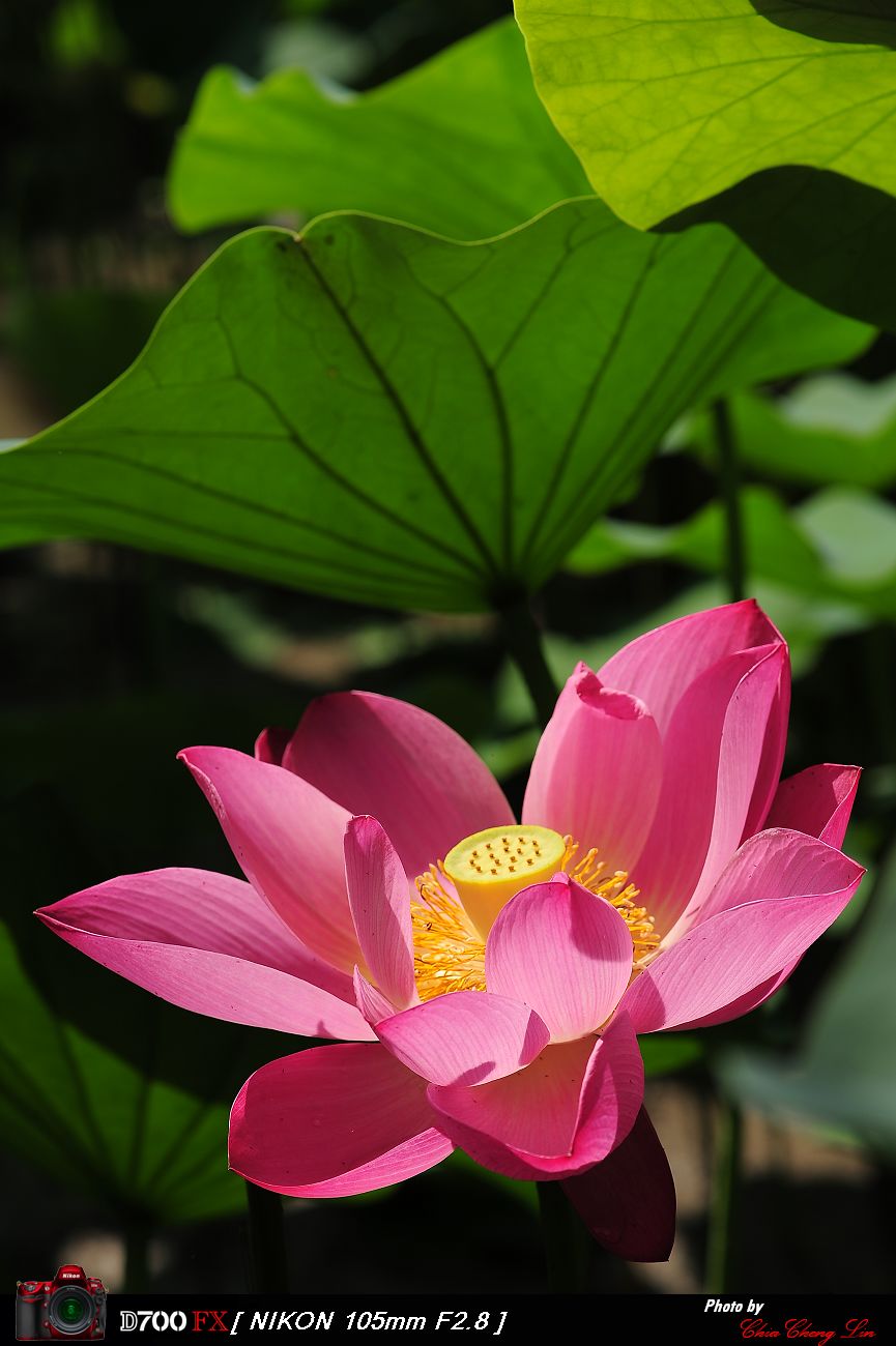 http://i.dcview.tw/gallery/201106/9237ad92ff8d6e09dd6c0eab20fb54bf.jpg