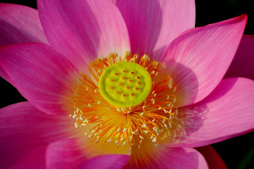 http://i.dcview.tw/gallery/201106/95ce1e80dc76b9029e9e72944396eaf6.jpg