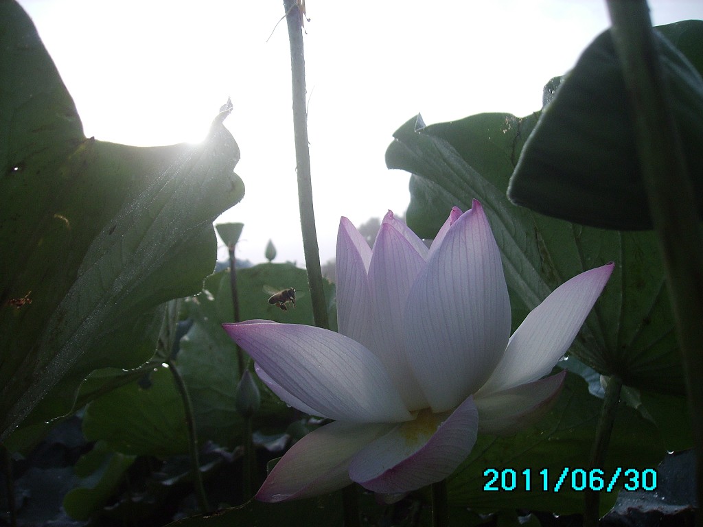 http://i.dcview.tw/gallery/201106/96be265f7df0dc932d778884501c1f84.jpg