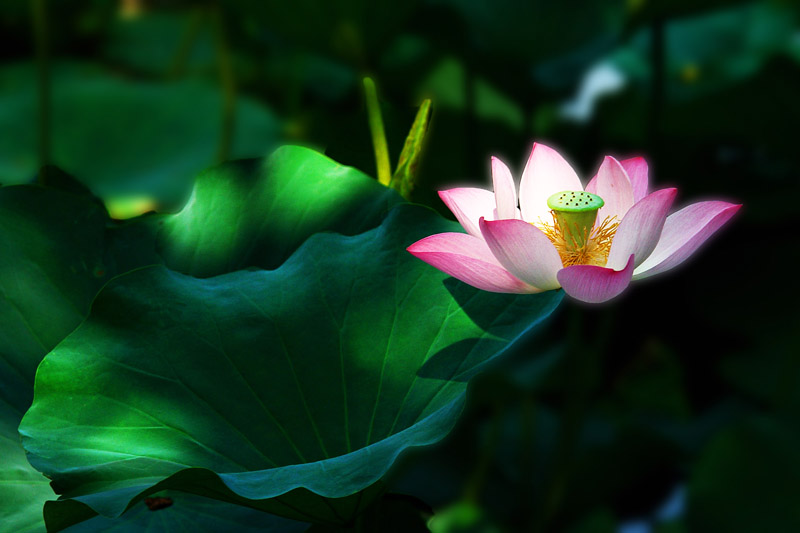 http://i.dcview.tw/gallery/201106/97d1c2a7c346165f98d05e4d3c5db686.jpg