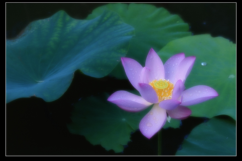 http://i.dcview.tw/gallery/201106/a78b138ceb9048af29e3fa39db08d29f.jpg