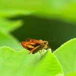 小蝴蝶與毛筆蝦？