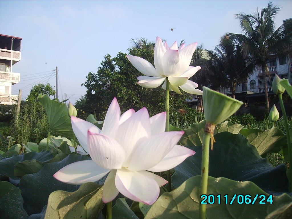 http://i.dcview.tw/gallery/201106/a9b0926b4f2bb3bc3df9df56c20e03ec.jpg