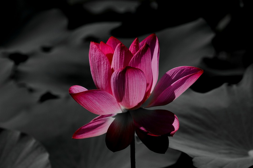 http://i.dcview.tw/gallery/201106/a9b3a73d087dfe4bad96cfa1b94aad06.jpg