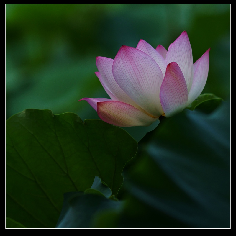 http://i.dcview.tw/gallery/201106/aaeafddcf6b99853bb97d105385c32c3.jpg