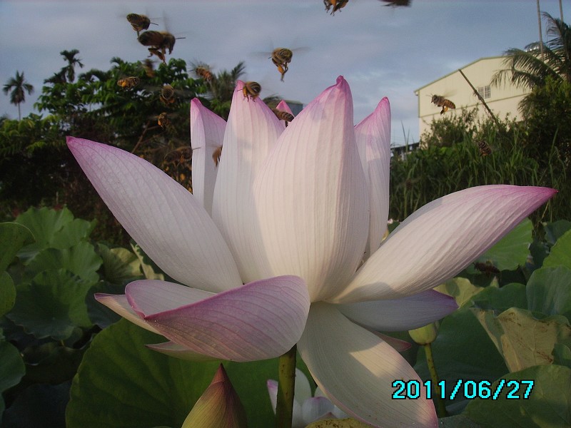 http://i.dcview.tw/gallery/201106/b10461d6d602cc7bf14a8474732435ae.jpg