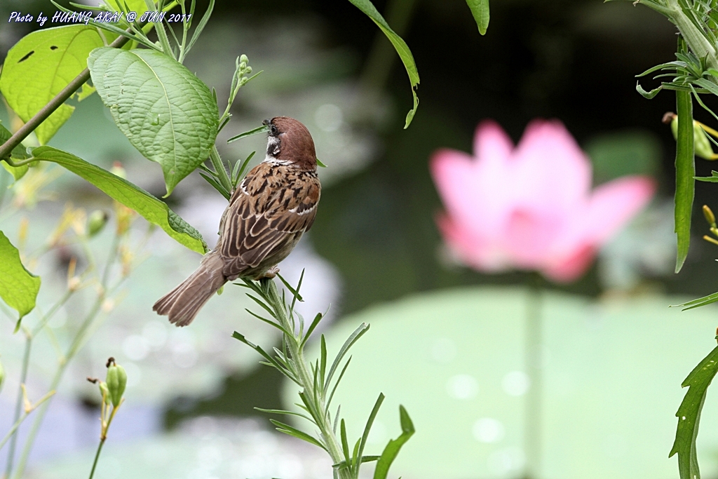 http://i.dcview.tw/gallery/201106/b3d85171c940316879fc0cc345730d6b.jpg