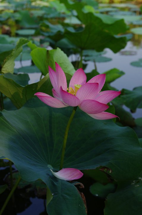 http://i.dcview.tw/gallery/201106/b7fb0a21dfae86840ce970a6042213ac.jpg