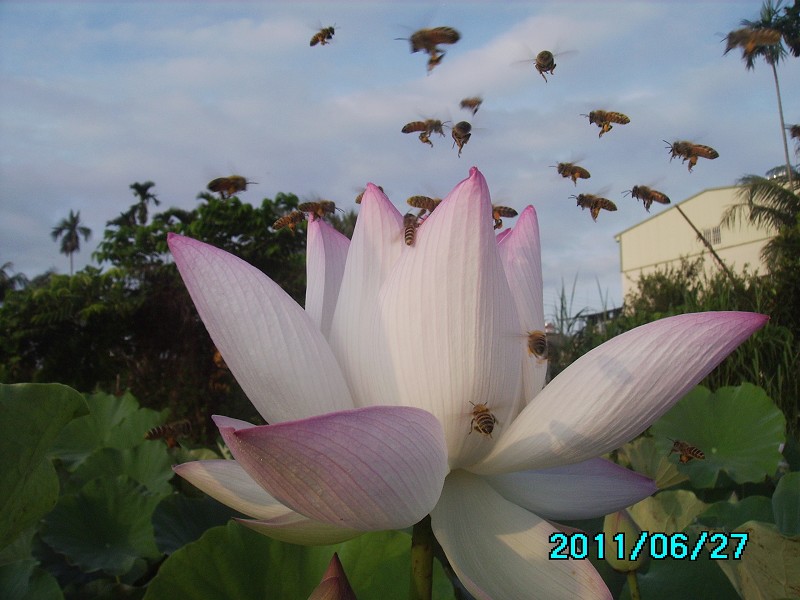 http://i.dcview.tw/gallery/201106/bbce512794cc93233a5d9d767d1606e4.jpg