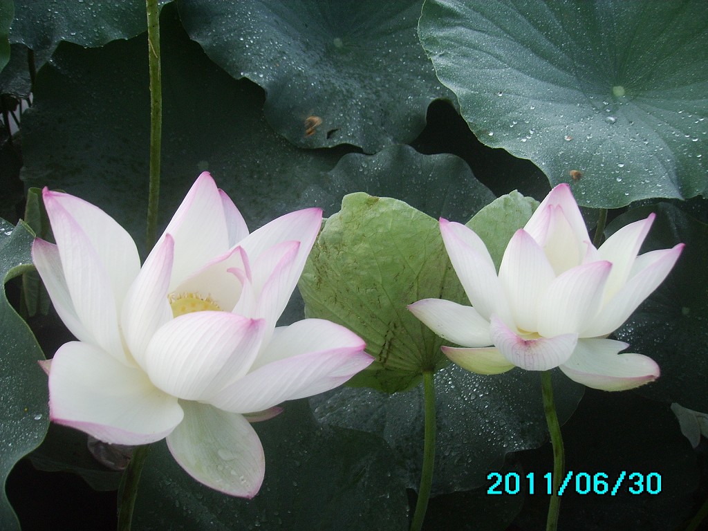 http://i.dcview.tw/gallery/201106/bec8367af974ab9db97d2b0b51aa5e2c.jpg