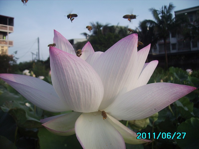 http://i.dcview.tw/gallery/201106/c0a84b0480b6adc8e617dbfc2a03c244.jpg