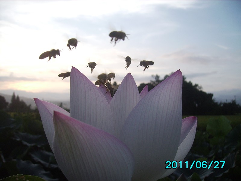 http://i.dcview.tw/gallery/201106/c15965f876dfc8460f4fb9ef23f6188f.jpg