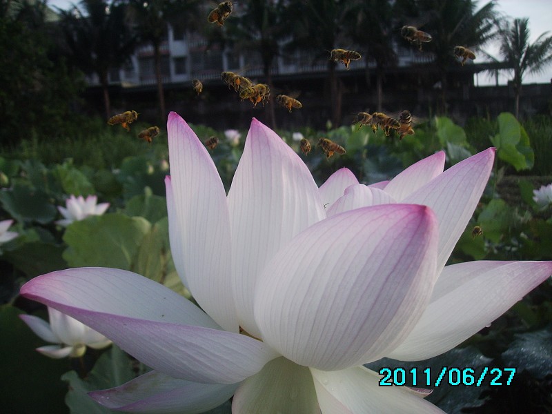 http://i.dcview.tw/gallery/201106/c4087e381aa1e2250c4143b0f680f90d.jpg