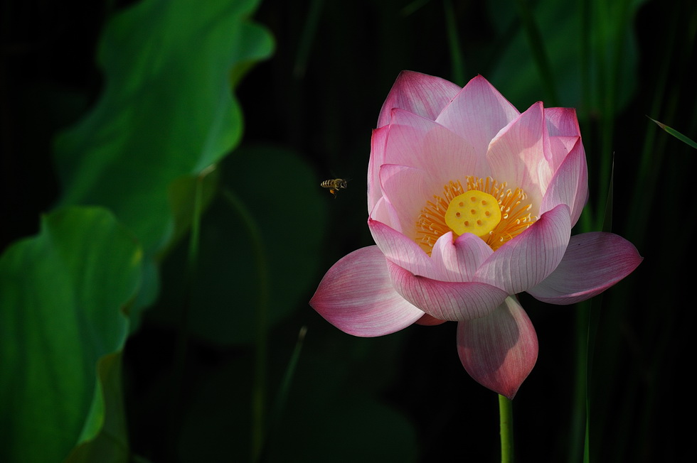 http://i.dcview.tw/gallery/201106/c7012b662ebd7f63f2698ab0d83eea02.jpg