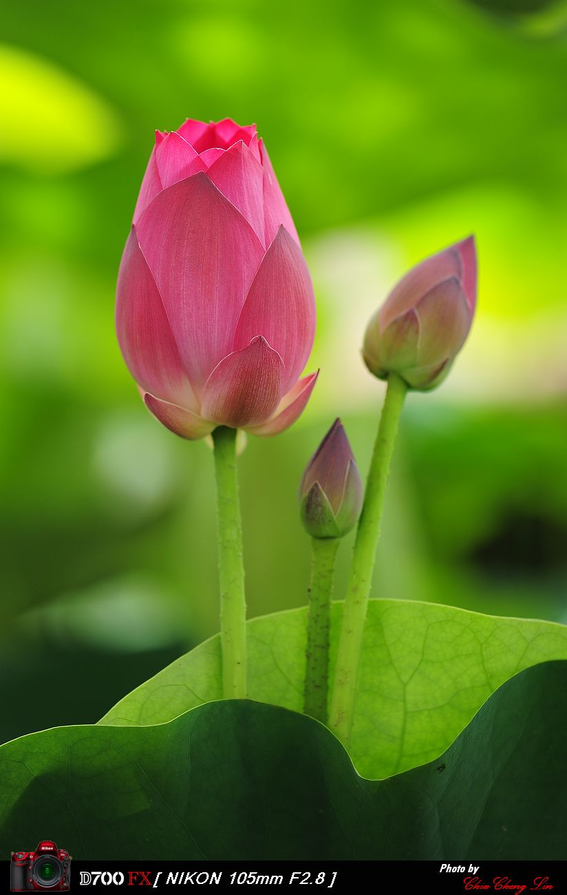 http://i.dcview.tw/gallery/201106/cf8a99b0d556b124b65c60e7d2981191.jpg