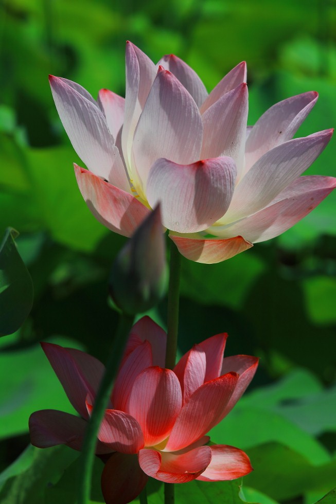 http://i.dcview.tw/gallery/201106/cffc6ec569fe3021ed6d5eda2346bc62.jpg