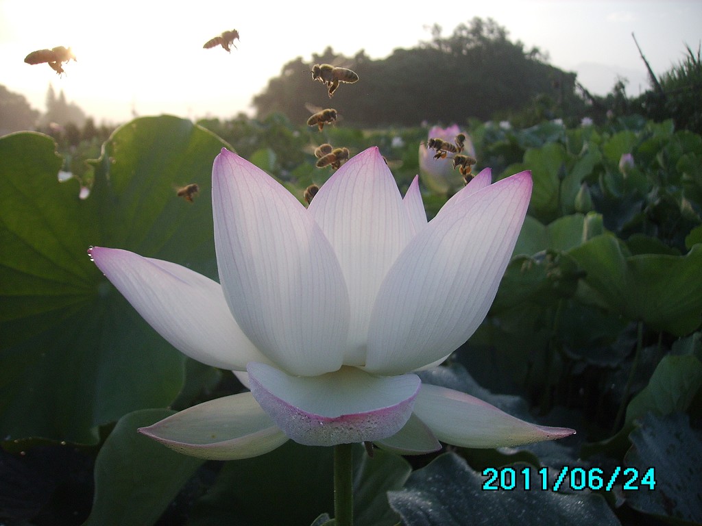 http://i.dcview.tw/gallery/201106/d06dfd61131f1ba352384307970fce31.jpg