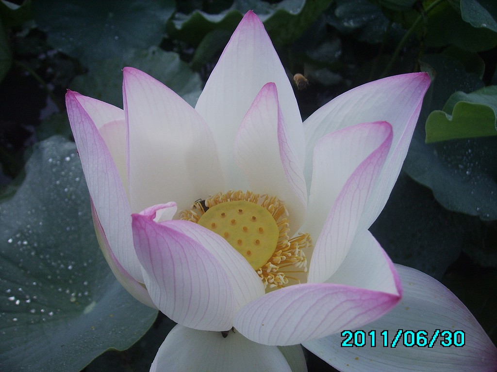 http://i.dcview.tw/gallery/201106/d4466e050e0284ccd0c0b961d0a90f6f.jpg